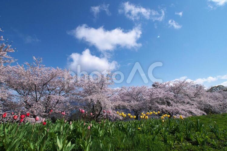 満開に咲き誇る桜並木 桜,花,空の写真素材