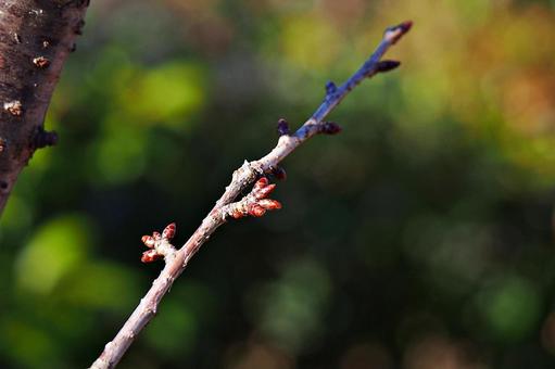 ウメの花芽 ウメ,梅,花芽の写真素材