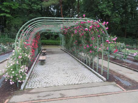 栃木県真岡市の井頭公園の薔薇園(バラ園) 栃木県真岡市の井頭公園の薔薇園(バラ園) バラ園,薔薇園,公園の写真素材