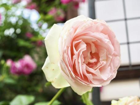 薄ピンク　バラの写真