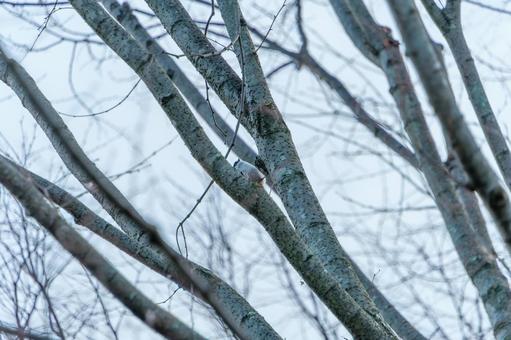 木の幹を登るゴジュウカラ 木の幹を登るゴジュウカラの写真