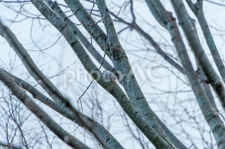 木の幹を登るゴジュウカラ ゴジュウカラ,鳥,野鳥の写真素材