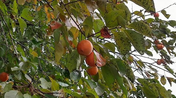 カキの木とカキの実 柿,柿の実,実の写真素材