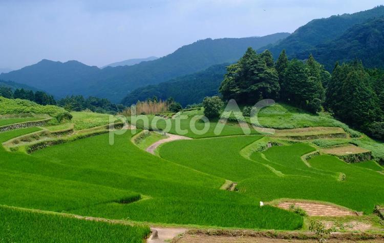 棚田 棚田,田んぼ,稲の写真素材