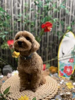 マルプー　けんけん 犬,かわいい,マルプーの写真素材