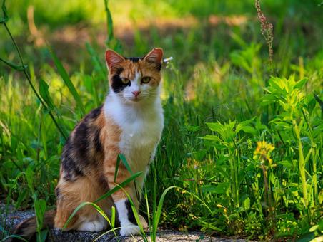 海の公園で生活する三毛猫さんです。 海の公園で生活する三毛猫さんです。 猫,野良猫,地域猫の写真素材