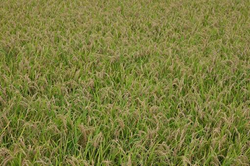 Photo, rice, ear rice, meter, 