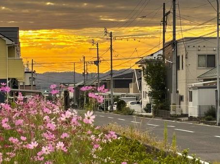 朝焼けとコスモス 朝焼け,朝日,オレンジの写真素材