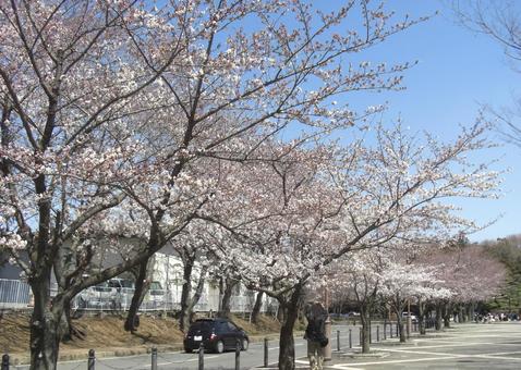桜の並木道-20 桜,木,幹の写真素材
