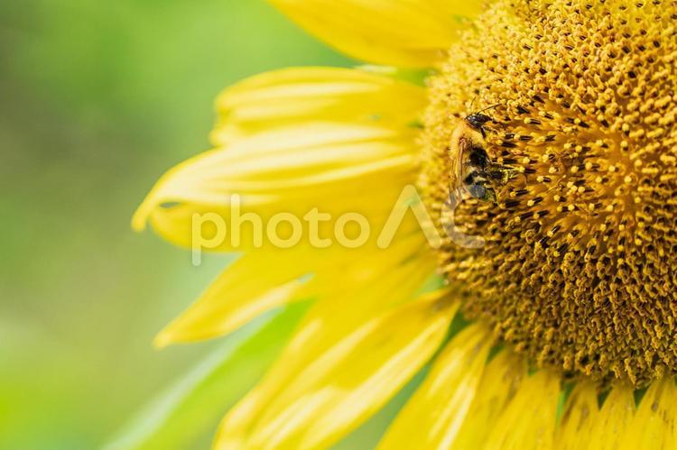ヒマワリと蜂の風景２ ヒマワリ,ひまわり,蜂の写真素材