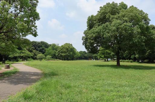 岩槻城址公園の芝生 岩槻城址公園の芝生 岩槻城址公園,芝生,初夏の写真素材