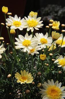 マーガレット　咲く風景 マーガレット,草花,春の写真素材