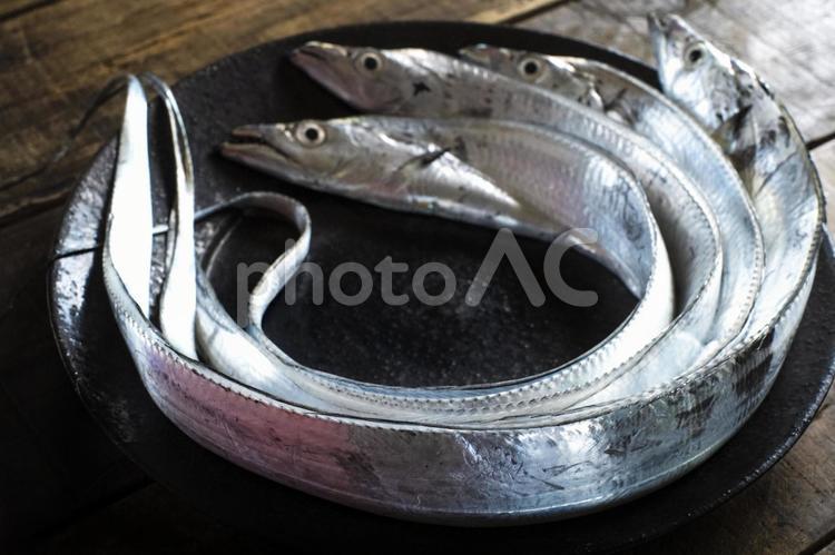 和食器の上のタチウオ_黒いお皿_体にピント タチウオ,太刀魚,たちうおの写真素材