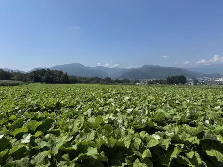 夏のゴボウ 夏のゴボウの写真