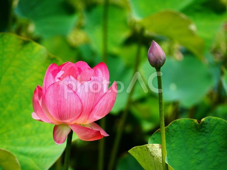 蓮の花と蕾 蓮の花,蓮,蕾の写真素材