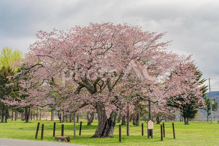 北海道　浦河の春 北海道,hokkaido,桜の写真素材