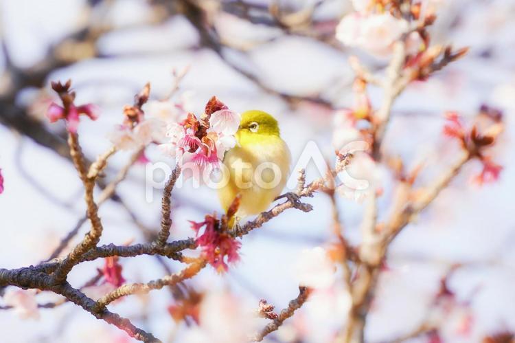 メジロと寒桜 メジロ,めじろ,寒桜の写真素材