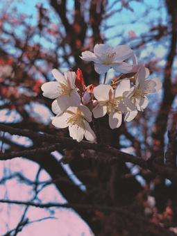 Photo, fiori di ciliegio, fiore, e carino, 