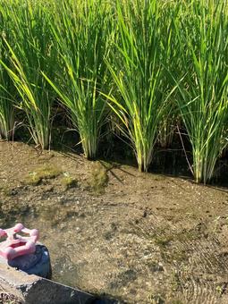 Photo, paddy field, field, rice planting, 