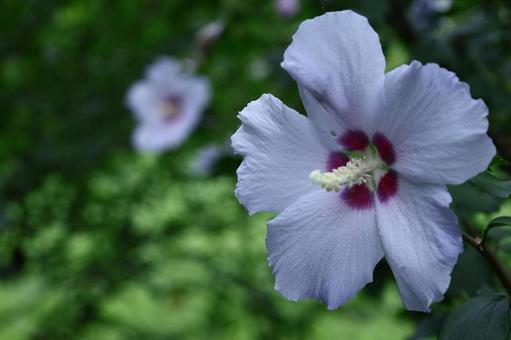 夏の茶室を彩る 夏の茶室を彩る 木槿,花,アオイ科の植物の写真素材