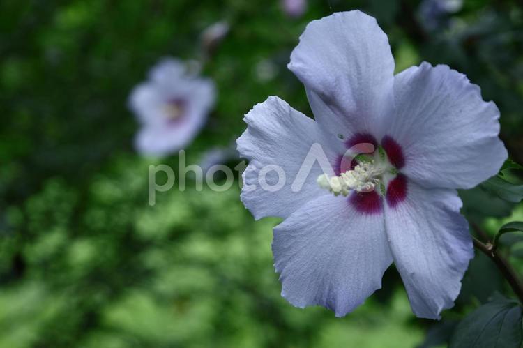 夏の茶室を彩る 木槿,花,アオイ科の植物の写真素材