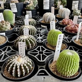 サボテン サボテン 園芸,ガーデニング,花壇の写真素材