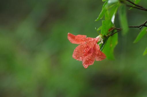 雨に濡れる季節外れのヤマツツジ 雨に濡れる季節外れのヤマツツジの写真