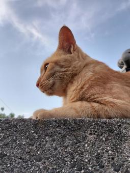 夏空と猫 夏空と猫 野良猫,地域猫,夏空の写真素材