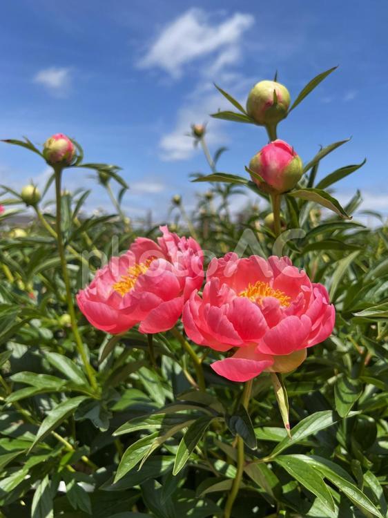 近江の風景（日野の芍薬） 芍薬,シャクヤク,ピンク色の写真素材