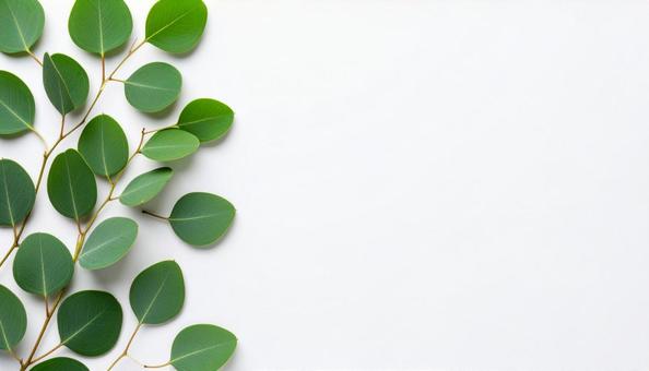 観葉植物の葉の背景写真 観葉植物の葉の背景写真の写真