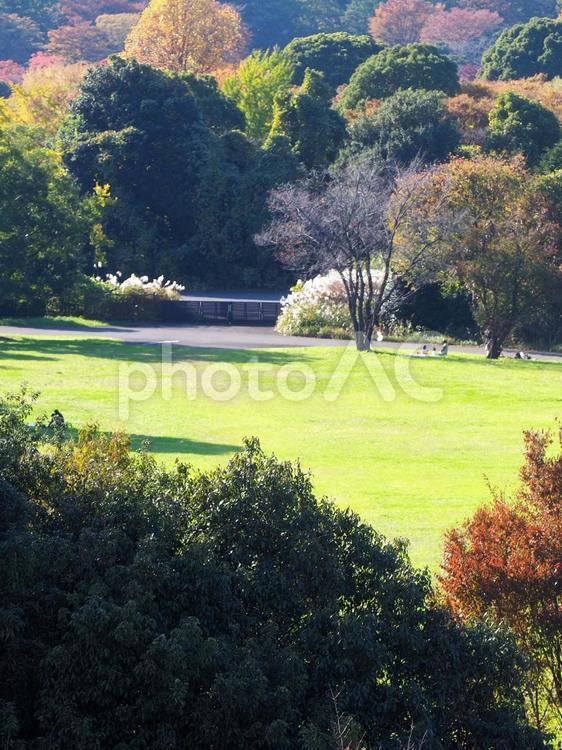 展望スポットからの眺望・立川市・国営昭和記念公園の紅葉 国営昭和記念公園,昭和記念公園,立川市の写真素材