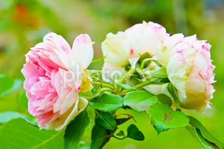 秋バラ　薔薇　花　秋咲き 秋バラ,薔薇,花の写真素材