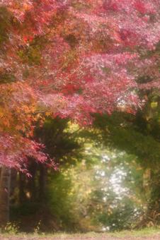 ソフトなイメージの紅葉のトンネル モミジ,紅葉,秋の写真素材