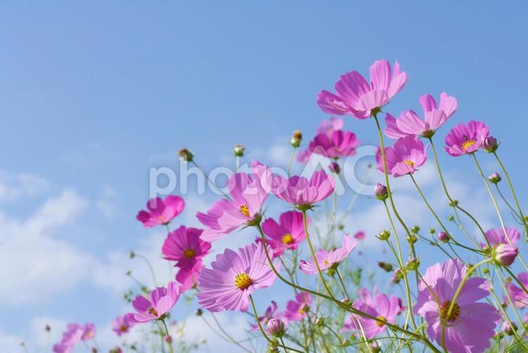 爽やかな青空とコスモス コスモス,秋桜,園芸の写真素材