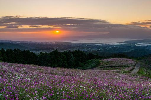 長崎-【白木峰高原のコスモス】 長崎,諫早,白木峰高原の写真素材