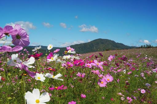 「上原(ウワッパラ)高原コスモス園」 「上原(ウワッパラ)高原コスモス園」 コスモス,秋桜,コスモス畑の写真素材