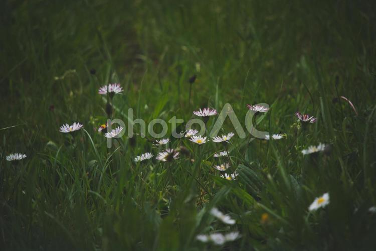 ヒナギク ヒナギク,白い花,花の写真素材