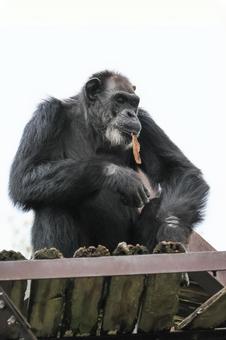 ニシゴリラ ニシゴリラの写真