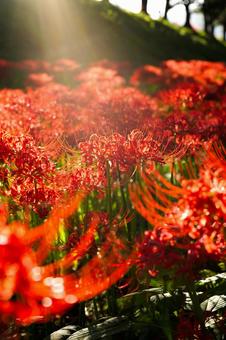 夕陽に照らされてさらに赤く輝くヒガンバナ 夕陽に照らされてさらに赤く輝くヒガンバナの写真