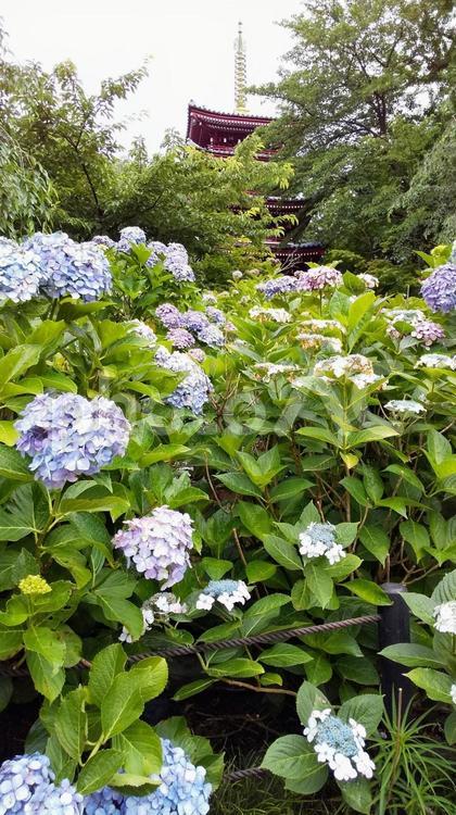 あじさい寺のあじさい あじさい,紫陽花,梅雨の写真素材