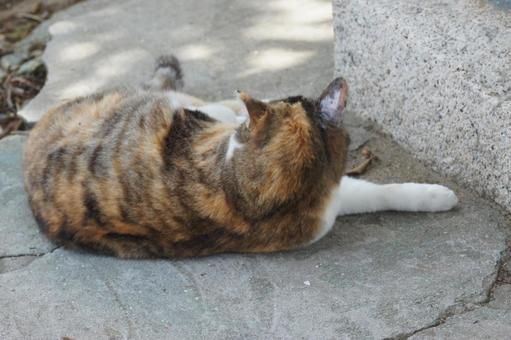 ねこ 箱座り,飼い猫,家猫の写真素材