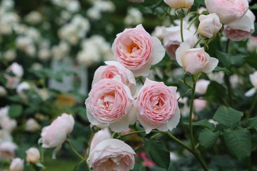 薔薇 薔薇の写真