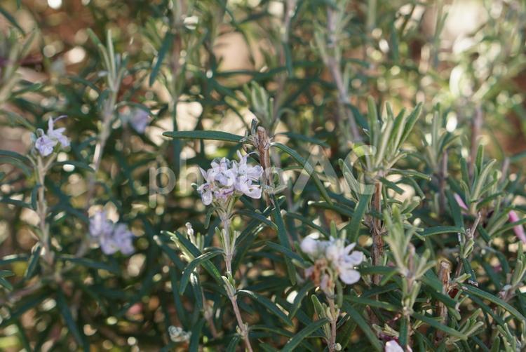 花を咲かせたローズマリーの植木 ローズマリー,ハーブ,花の写真素材