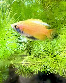 ハニードワーフグラミー ハニードワーフグラミー 魚,熱帯魚,ハニードワーフグラミーの写真素材