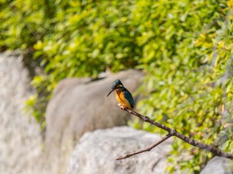 枝にとまるカワセミ 枝にとまるカワセミ カワセミ,野鳥,鳥の写真素材