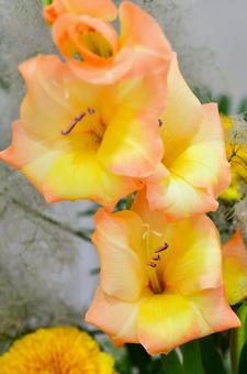 Photo, gladiolus, yellow, orange, 
