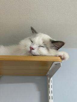 寝ているラグドールの子猫 猫,ペット,かわいいの写真素材