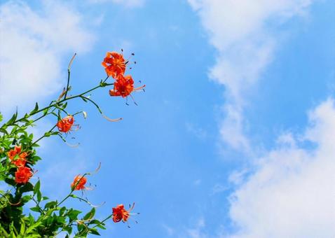 空へ伸びゆくオニユリ 空へ伸びゆくオニユリの写真