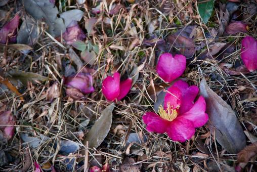落花 サザンカ,ツバキ,ピンクの写真素材