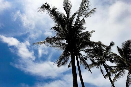 青空とヤシの木の強いシルエット ヤシの木,ヤシ,シルエットの写真素材